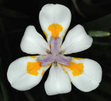 Dietes grandiflora, Iridaceae