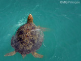 Sea Turtle, Whitehaven Beach