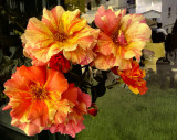 flowers in front of a fromagerie