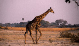 Giraffe, Moremi, Botswana