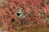 White Wagtail9351.jpg  Motacilla alba