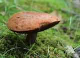 Corney Brook Shroom - 1