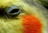 Why do Birds Cry?