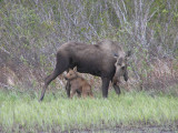 Moose with calf