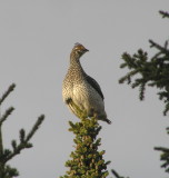 Sharptailed grouse