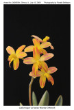 20085924 - Laelia briegeri var flamea 'Miranda' CHM/AOS 84 pts.
