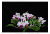 20085908 - C. triainae semi-alba flammea 'Kathleen' CEE/AOS 90 pts.