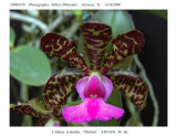 20085919 - Cattleya aclandiae 'Michael' AM/AOS 86 pts.