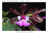 20085912 - C. aclandiae 'Kathleen' AM/AOS 82 pts.