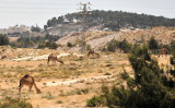 Camels outside of Jerusalem