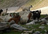 High-altitude goats - P1280925.jpg