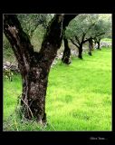 Olive trees ...