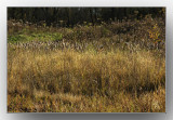 Cattails Before Sundown