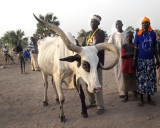 Mabior is singing to the bull who is about to be sacreficed.