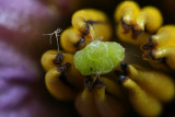 Aubergine flower