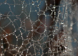 Drops on spider Webs