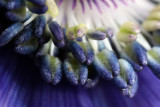 Anemone