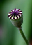 September 22.  Seedhead of a Poppy