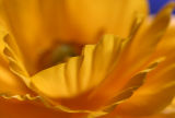 Ranunculus with blue