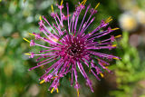 Isopogon formosus