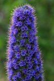 October 9. Echium