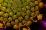Cosmos