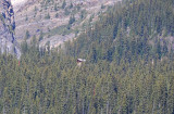 Lake Agnes Teahouse