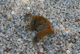 Red squirrel