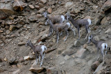 WILDLIFE ALONG THE ROAD
