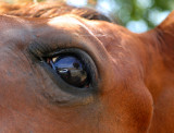 IN THE EYE OF A HORSE