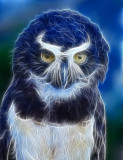 ELECTRIFIED OWL
