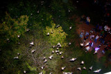 BATS EMERGING FRON UNDER THE CONGRESS STREET BRIDGE