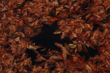 FLOATING FALL