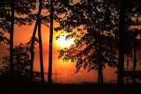 MISTY SUNRISE THRU THE TREES