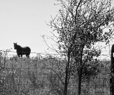 HORSE ON A HILL