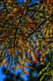 CYPRESS LEAVES
