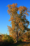 TREES ON MY AFTERNOON WALK