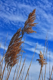 GRASS AGAINST THE SKY
