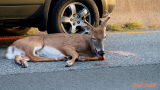 HIT BY A CAR