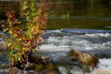 LITTLE TREE GROWING ON A ROCK IN THE RIVER