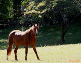 BEAUTIFUL CONNECTICUT HORSE