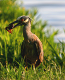 YELLOW CROWNED NIGHT HERON  HAVING SUPPER