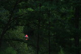 FISHING IN THE TREES