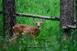 FAWN