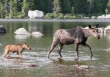 Moose and calf