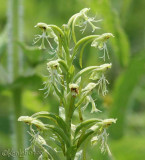 Green Fringed Orchis  Platanthera lacera