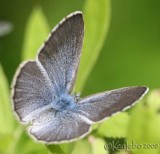 Silvery Blue - female