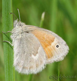 Common Ringlet