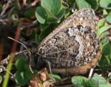 Polixenes Arctic