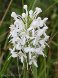 White Fringed Orchis  Platanthera blephariglottis